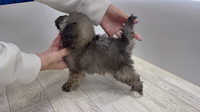お問合せネーム・727ちゃんの写真 8