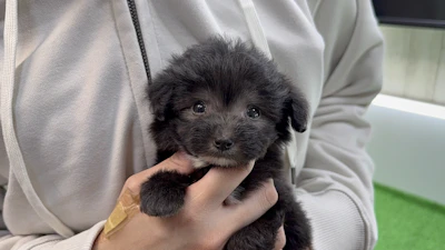 お問合せネーム・800ちゃんの写真 2