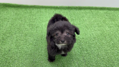 お問合せネーム・800ちゃんの写真 4