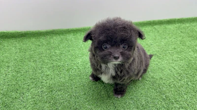 お問合せネーム・601ちゃん