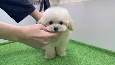 お問合せネーム・525ちゃん