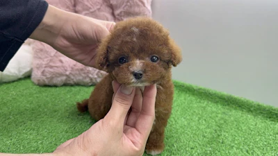 お問合せネーム・059くん