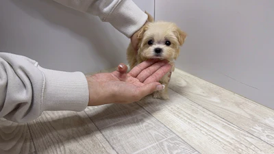 お問合せネーム・043ちゃんの写真 8