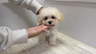 お問合せネーム・009くんの写真 4