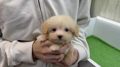 お問合せネーム・183ちゃんの写真 6