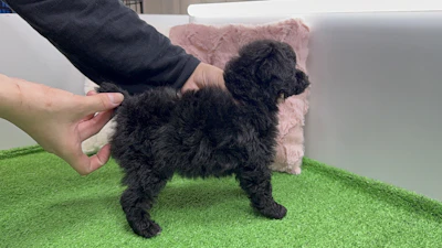 お問あせネーム・447ちゃんの写真 6