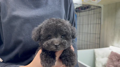 お問合せネーム・539くん