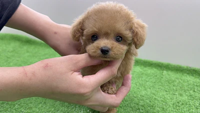 お問合せネーム993くんの写真 3