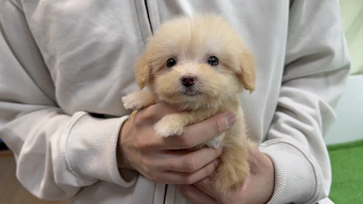 お問合せネーム・183ちゃんの写真 3