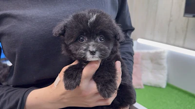 お問合せネーム・601ちゃんの写真 3