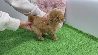 お問合せネーム・587ちゃんの写真 7