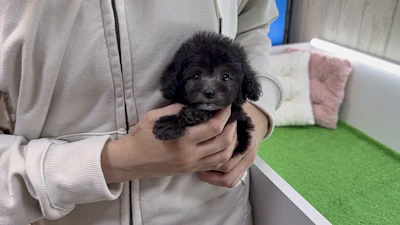 お問合せネーム・699ちゃん