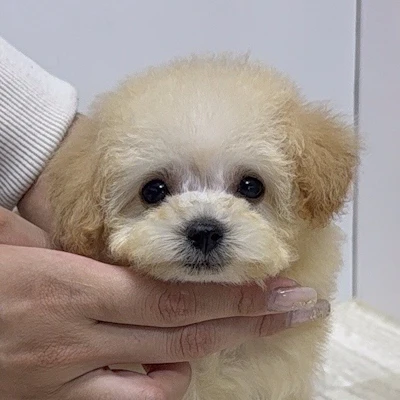 お問合せネーム・690ちゃん