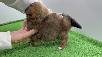 お問合せネーム・964くんの写真 9