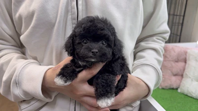 お問合せネーム・313ちゃん