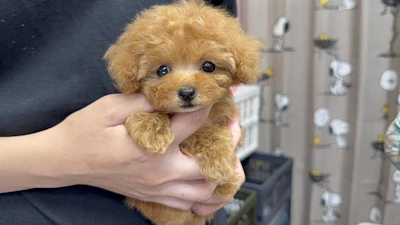 お問合せネーム・695ちゃん