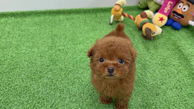 お問合せネーム・643ちゃんの写真 7