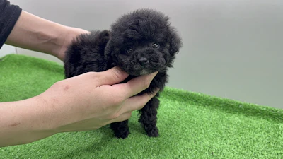 お問合せネーム・207くんの写真 4