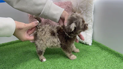 お問合せネーム・910くんの写真 8