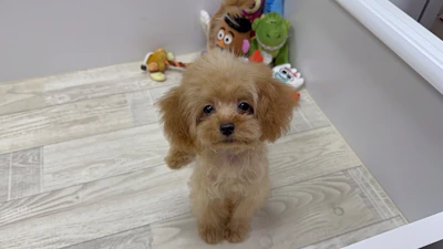 お問合せネーム・645ちゃん