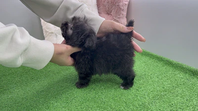 お問合せネーム・800ちゃんの写真 8