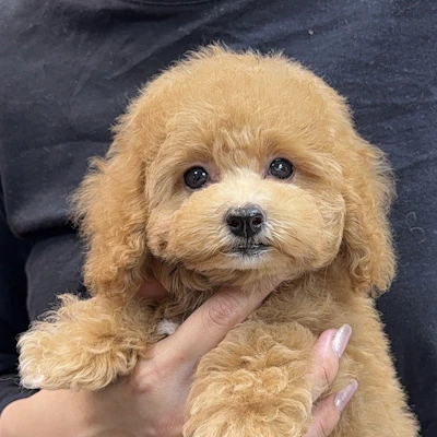 お問合せネーム・803ちゃん
