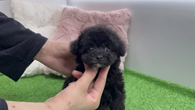 お問合せネーム・207くん