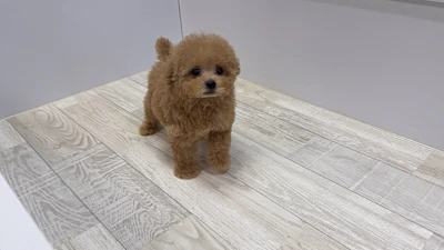 お問合せネーム・696くんの写真 3
