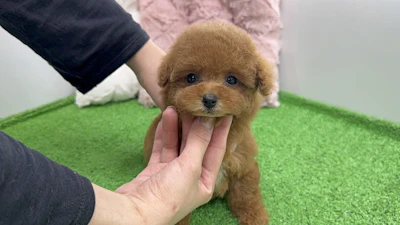 お問合せネーム・654ちゃん