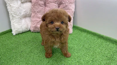 お問合せネーム・888ちゃんの写真 3