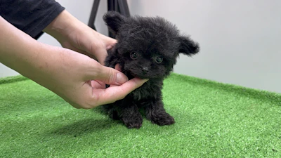 お問合せネーム・980くんの写真 6