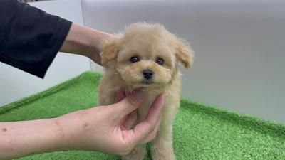 お問合せネーム・963くんの写真 2