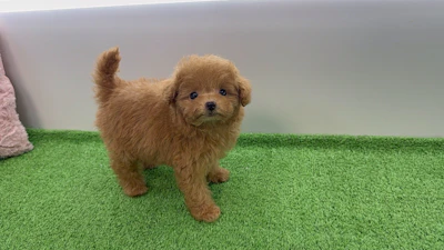 お問合せネーム・132ちゃんの写真 4