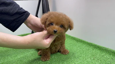 お問合せネーム・298ちゃん