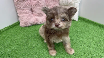 お問合せネーム・910くんの写真 4