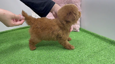 お問合せネーム・654ちゃんの写真 6