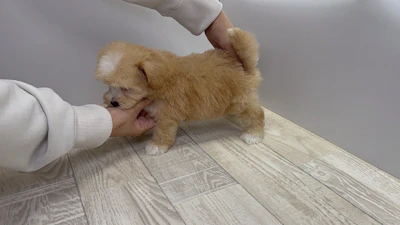 お問合せネーム・523ちゃんの写真 5