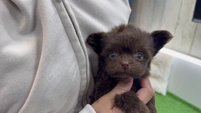 お問合せネーム・039ちゃんの写真 2