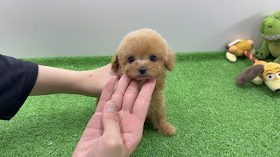 お問合せネーム・プレミアくん