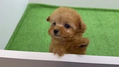 お問合せネーム・192ちゃんの写真 6