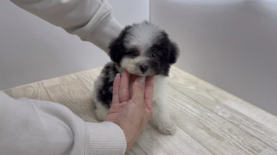 お問合せネーム・683ちゃんの写真 2