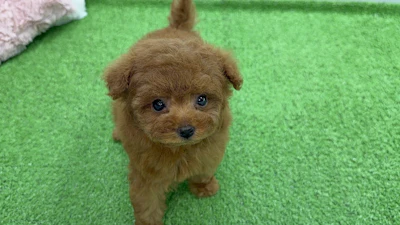 お問合せネーム211ちゃんの写真 2