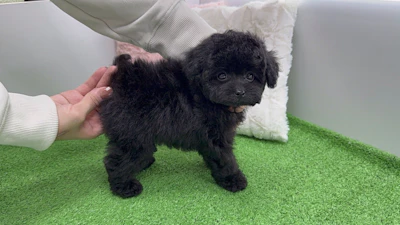 お問合せネーム・532ちゃんの写真 7