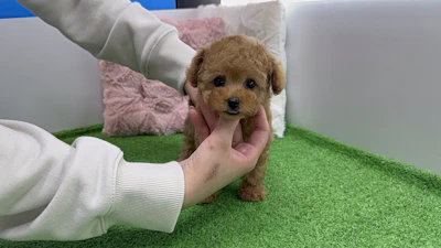 お問合せネーム・532くん