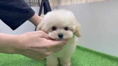 お問合せネーム・525ちゃんの写真 2