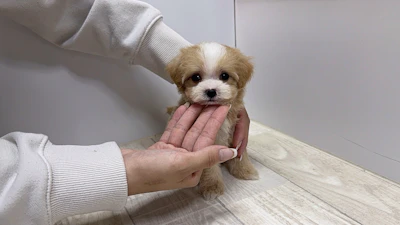 お問合せネーム・463ちゃんの写真 5