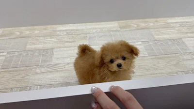 お問合せネーム・193ちゃんの写真 3