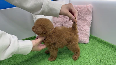 お問合せネーム・384ちゃんの写真 6