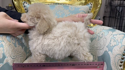 お問合せネーム・622ちゃんの写真 4