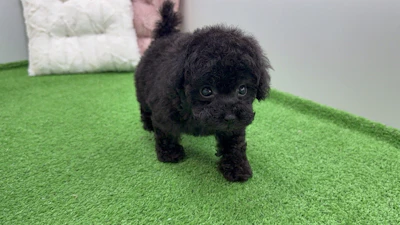 お問合せネーム・219ちゃんの写真 4